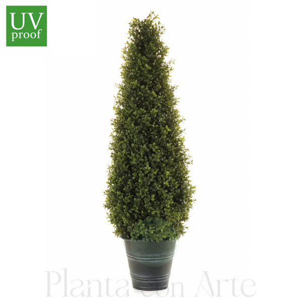 Árbol BOJ CONO UV · 165H