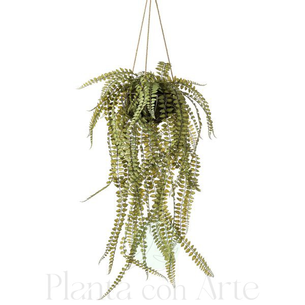 Helecho colgante Kokedama en cesta para colgar del techo