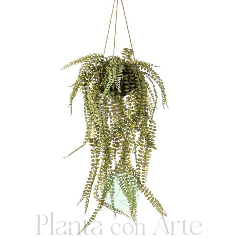 Helecho colgante Kokedama en cesta para colgar del techo
