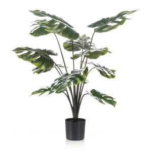 Planta Monstera de 80 cm de altura