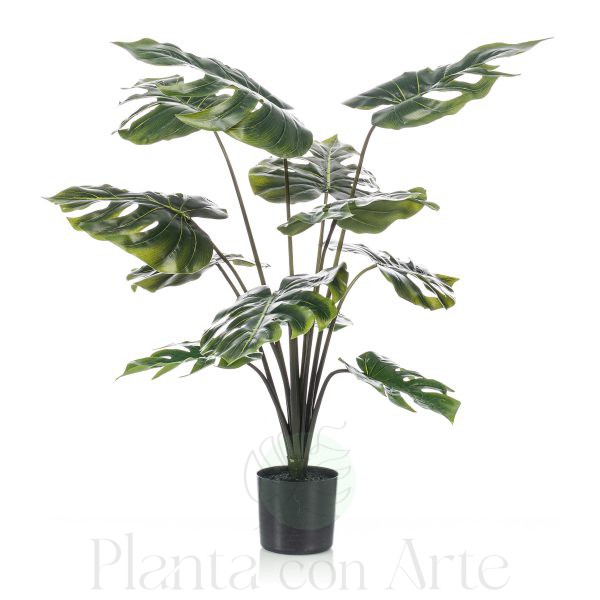 Planta Monstera de 80 cm de altura