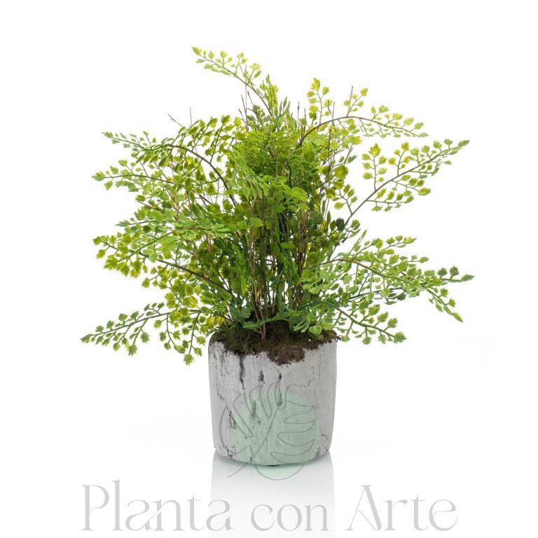 Planta helecho adiantum en base de cemento