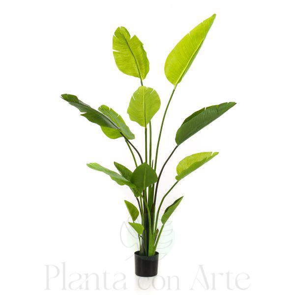 Árbol STRELITZIA NICOLAI artificial de 150 cm de altura
