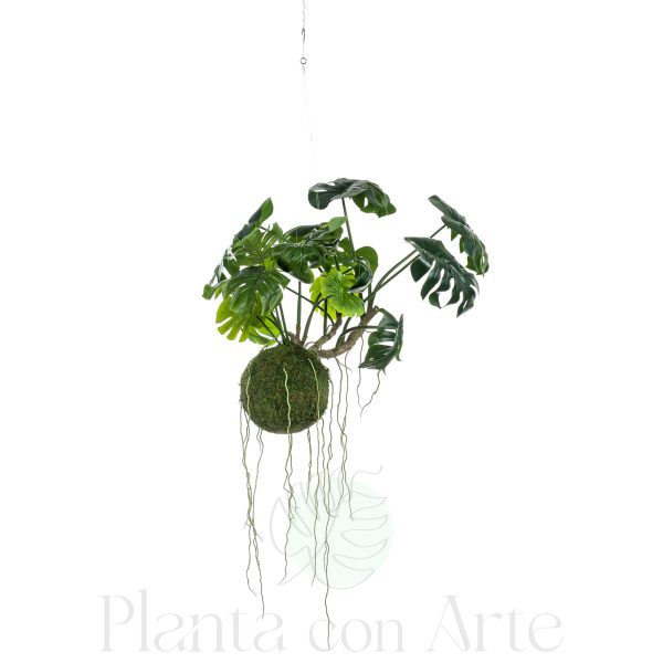Kokedama Monstera de 60 cm de altura colgante de techo