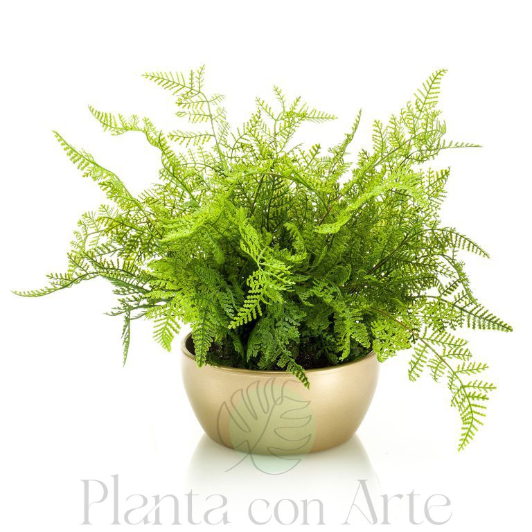 Planta Bosque de helechos mini en cuenco dorado