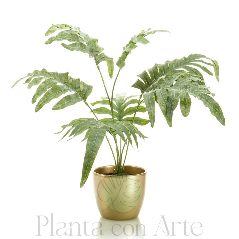 Planta de helecho Flebodio en vaso dorado