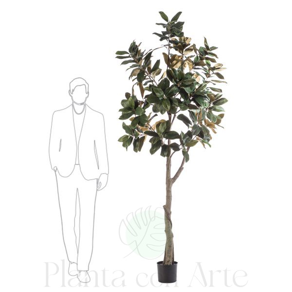 Árbol gran Magnolia de 240 cm de altura