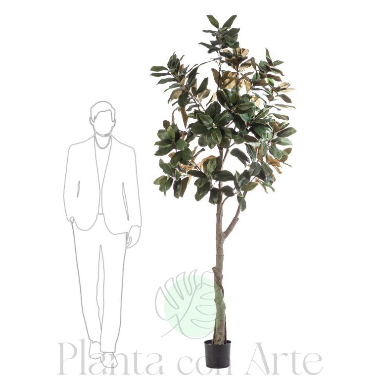 Árbol gran Magnolia de 240 cm de altura