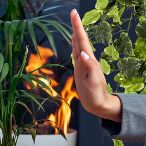 Plantas ignífugas para interior, protección contra propagación del fuego