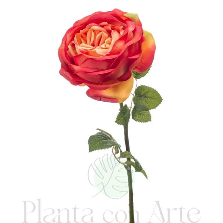 ROSA NARANJA con varios tonos y altura de 66cm