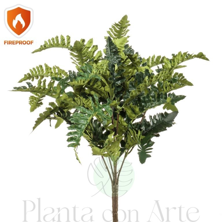 Arbusto ignífugo de HELECHO POLIPODIO con 30 cm de altura