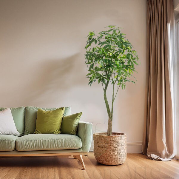 árbol Pachira en diseño de interior