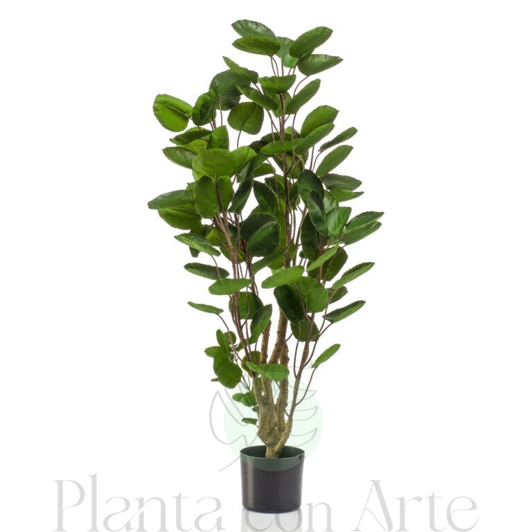 POLYSCIAS SCUTELLARIA artificial de increíble realismo. Altura 105 cm