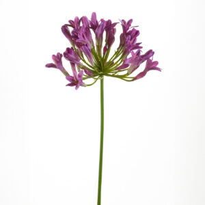 Agapanto violeta artificial de 75 cm, o agapanthus violeta artificial