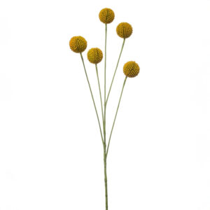CRASPEDIA artificial AMARILLA realista de 72 cm de altura total realista, para decorar tus bouquets o jardineras