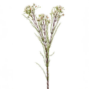 WAXFLOWER o FLOR de CERA artificial realista de 78 cm de altura total, para decorar tus bouquets o jardineras