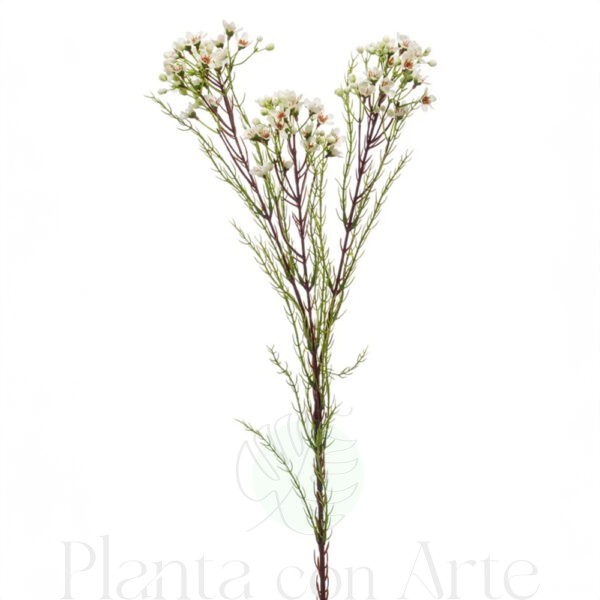 WAXFLOWER o FLOR de CERA artificial realista de 78 cm de altura total, para decorar tus bouquets o jardineras