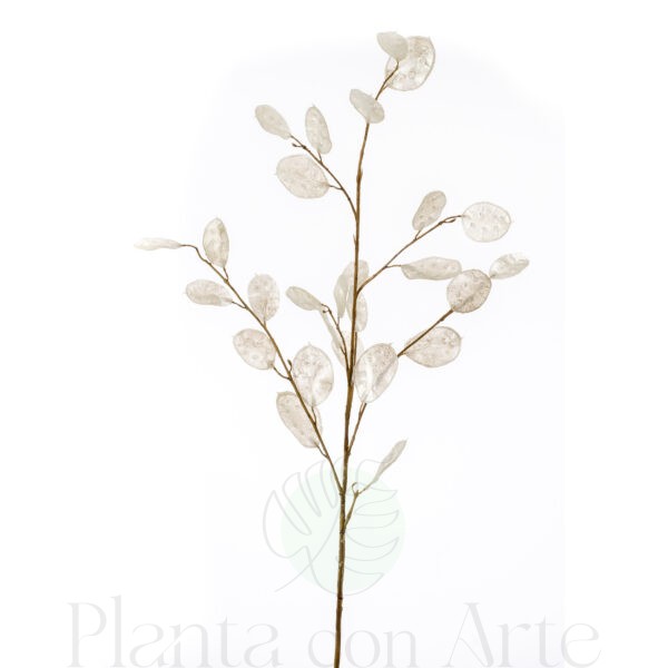 Rama de LUNARIA crema artificial de altísimo realismo y color vivo. Preciosa rama muy decorativa para ambientes orientales. Uso en interior.