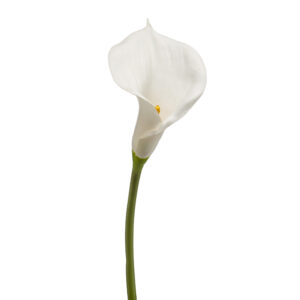 LIRIO DE CALA Blanco artificial de 70 cm de altura, o tallo de cala de tallo grueso, para pinchar en espuma floral o en tierra