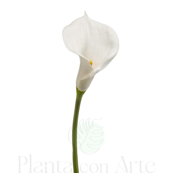LIRIO DE CALA Blanco artificial de 70 cm de altura, o tallo de cala de tallo grueso, para pinchar en espuma floral o en tierra