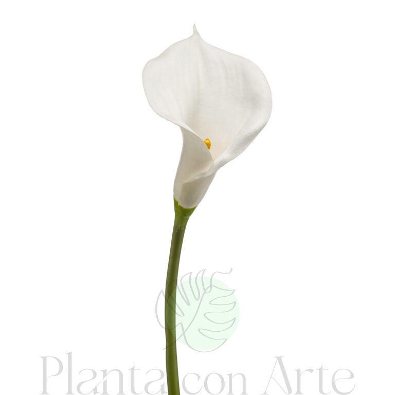 LIRIO DE CALA Blanco artificial de 70 cm de altura, o tallo de cala de tallo grueso, para pinchar en espuma floral o en tierra