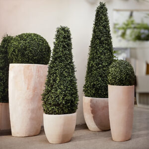 árboles de boj en forma de cono y bolas de boj para exterior