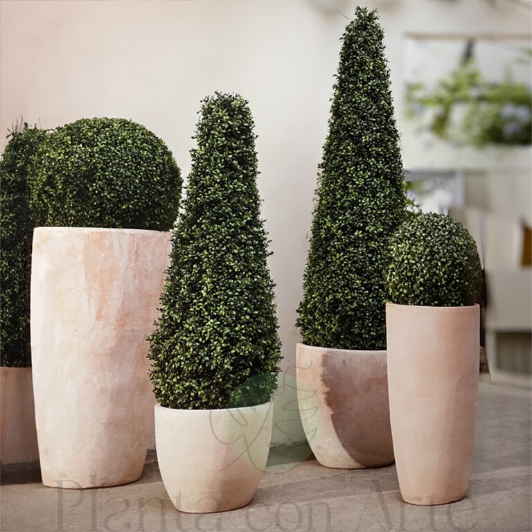 árboles de boj en forma de cono y bolas de boj para exterior