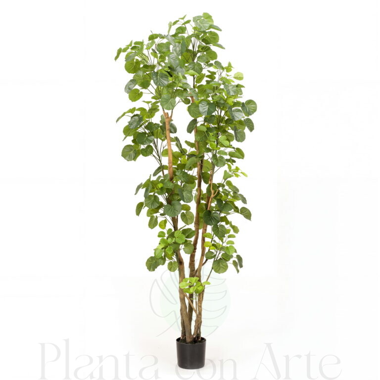 Planta de Aralia hiperrealista de 195 cm de altura