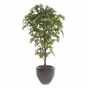 FICUS artificial BENJAMINA hiperrealista de 175 cm de altura total, con tronco de madera natural y alta frondosidad de hojas