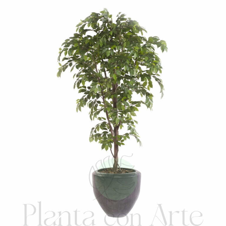 FICUS artificial BENJAMINA hiperrealista de 175 cm de altura total, con tronco de madera natural y alta frondosidad de hojas
