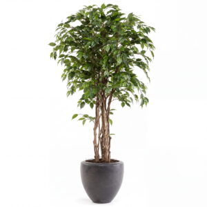 Ficus Benjamina artificial Eco de 145 cm de altura hiperrealista