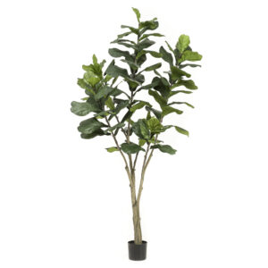 Ficus LYRATA artificial realista, de 210 cm de altura tiene grandes hojas brillantes de color intenso y Tronco grueso de alto realismo