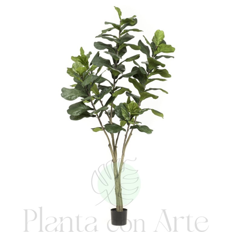 Ficus LYRATA artificial realista, de 210 cm de altura tiene grandes hojas brillantes de color intenso y Tronco grueso de alto realismo
