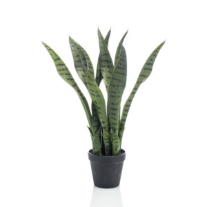 Sansevieria de 50 cm de altura, en color verde