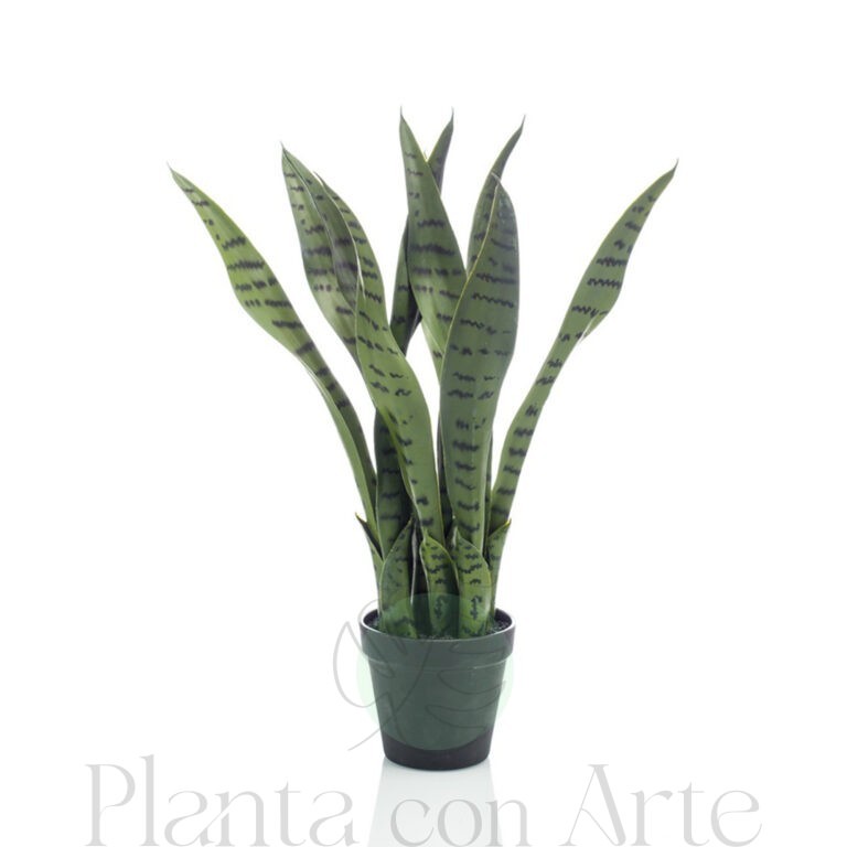 Sansevieria de 50 cm de altura, en color verde