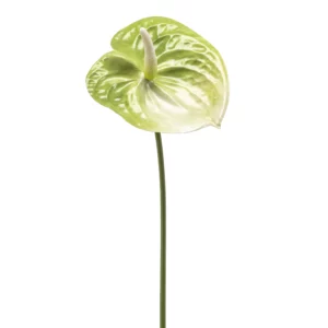 Tallo con flor de ANTURIO VERDE artificial de altísimo realismo y color vivo