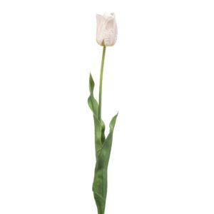 TULIPÁN FRANCE BLANCO / ROSADO
