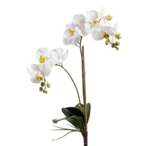 Orquídea Phalaenopsis blanca con hojas y tacto real