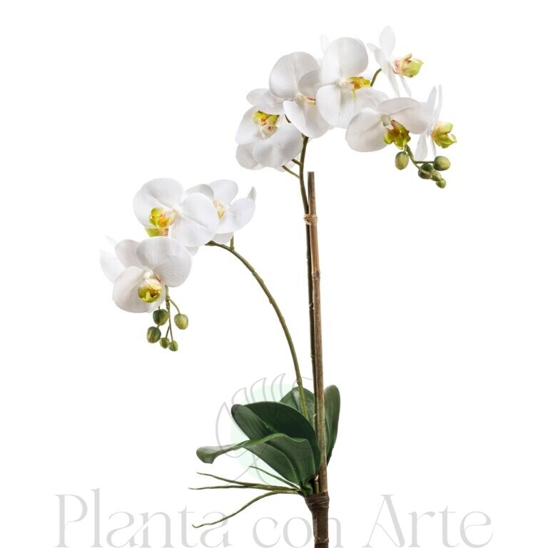 Orquídea Phalaenopsis blanca con hojas y tacto real
