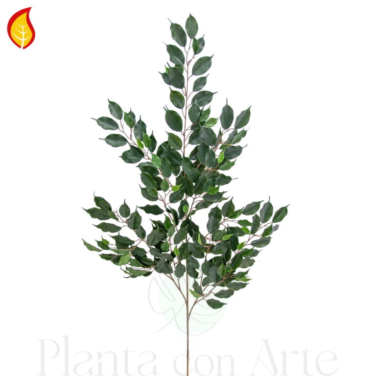 Rama de FICUS EXOTICA · 140H FR-S1